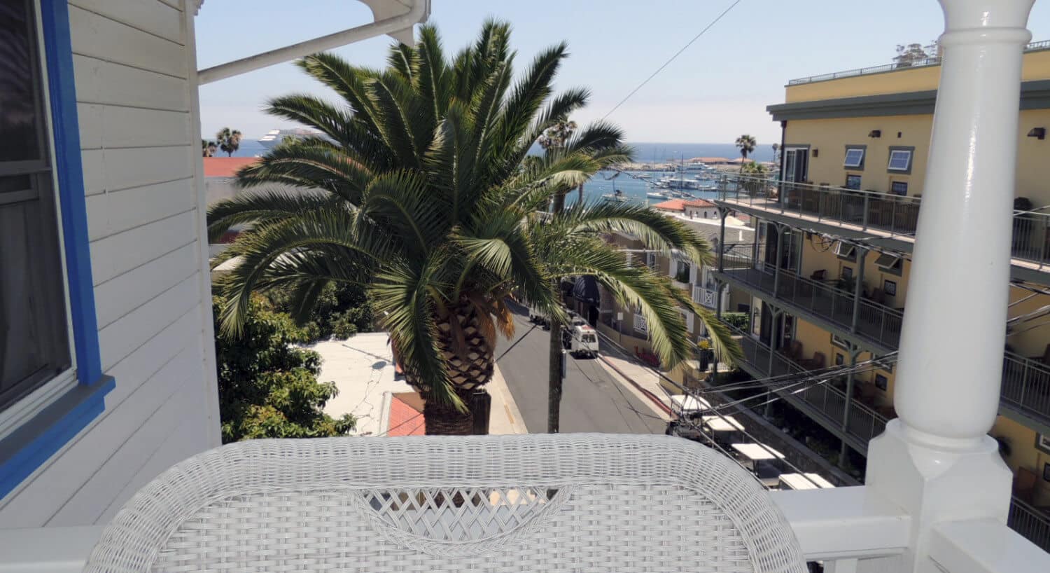 Large pam tree backed by ocean as seen from balcony of Hotel Catalina. 